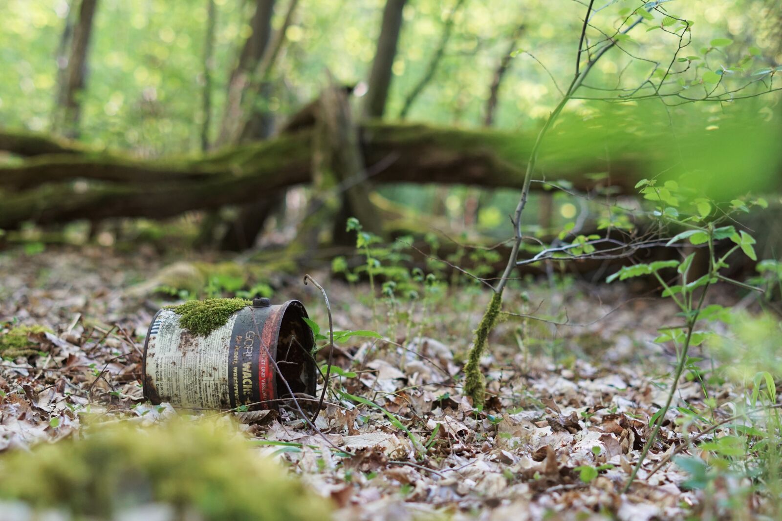 Sony a6000 sample photo. Wood, nature, tree photography