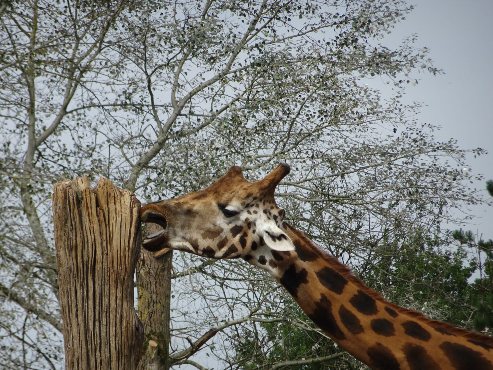 Sony DSC-HX90 sample photo. Giraffe, nature, animal photography