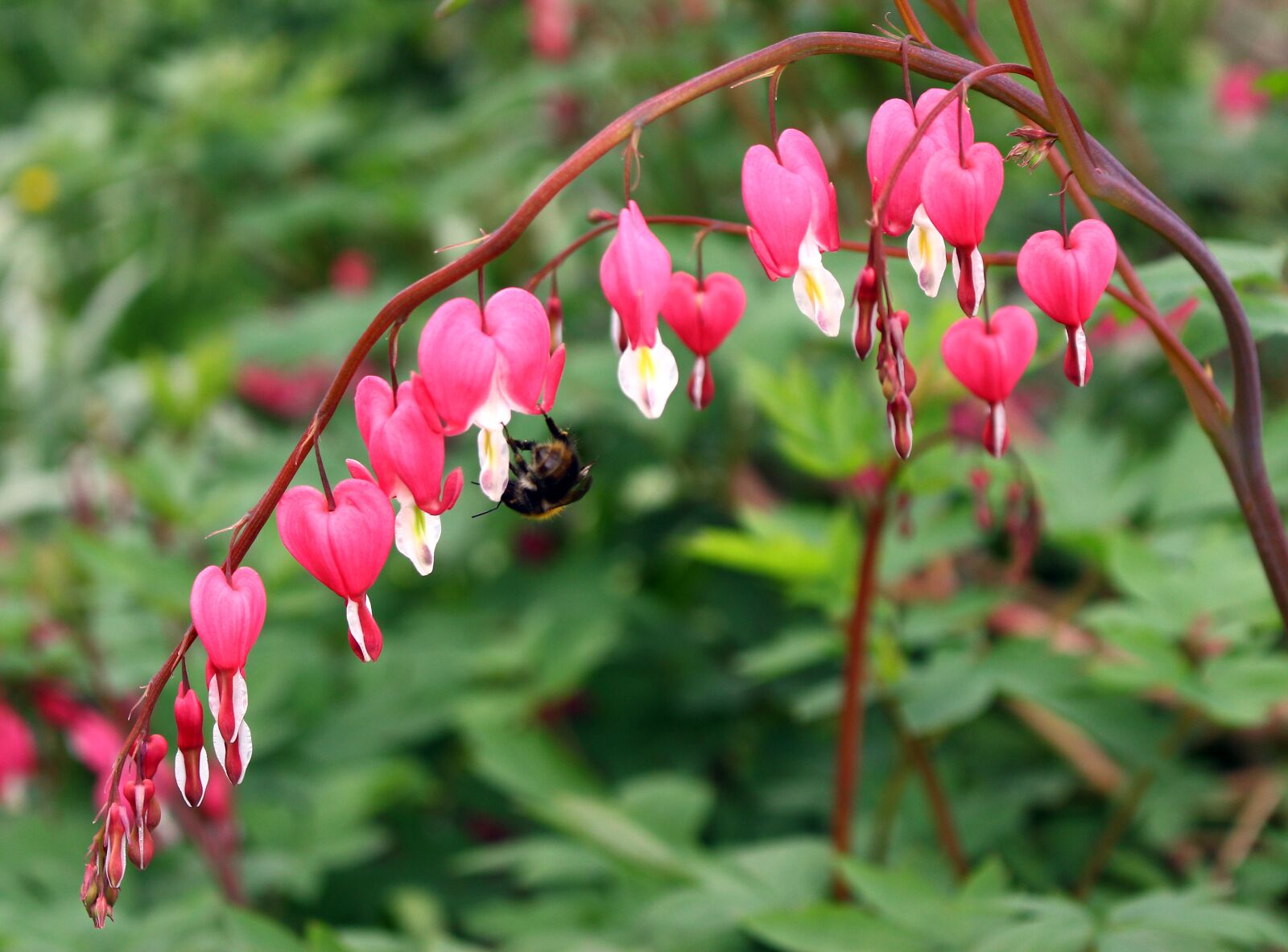 Canon EOS 100D (EOS Rebel SL1 / EOS Kiss X7) sample photo. Nature, flowers, pink photography