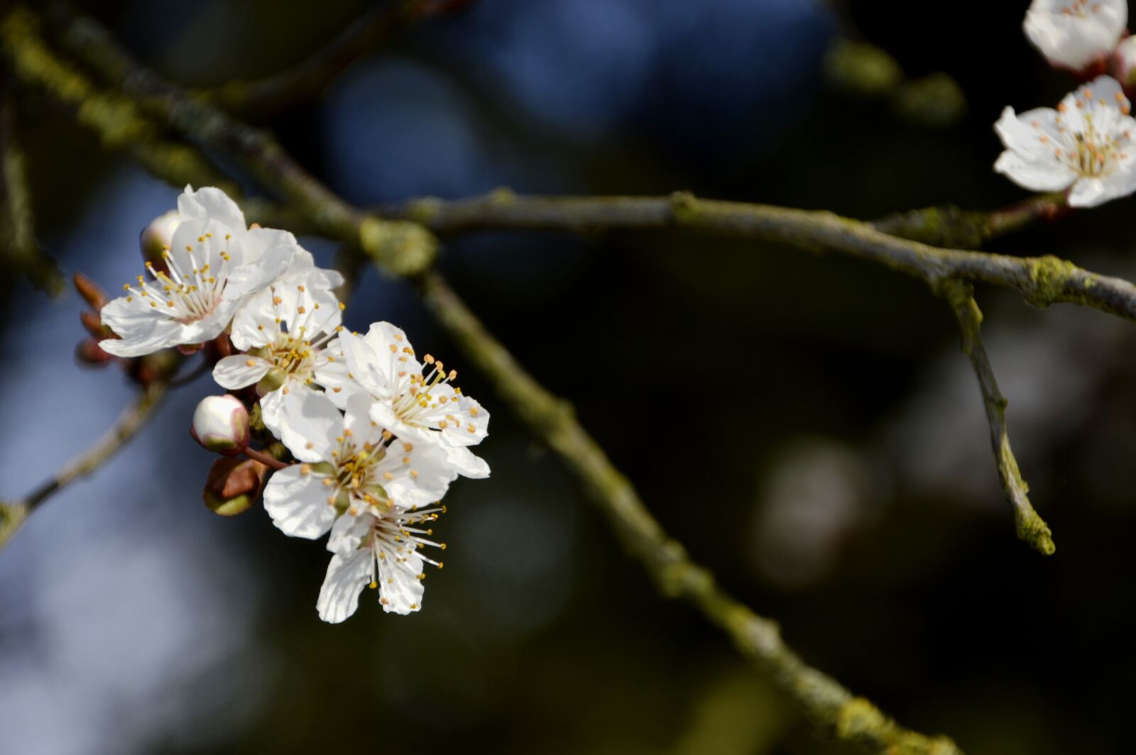 Nikon D3200 sample photo. Branch, tree, cherry photography