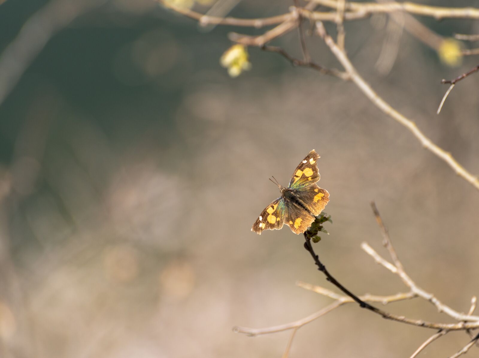 Nikon D750 sample photo. Nature, butterfly, flower photography