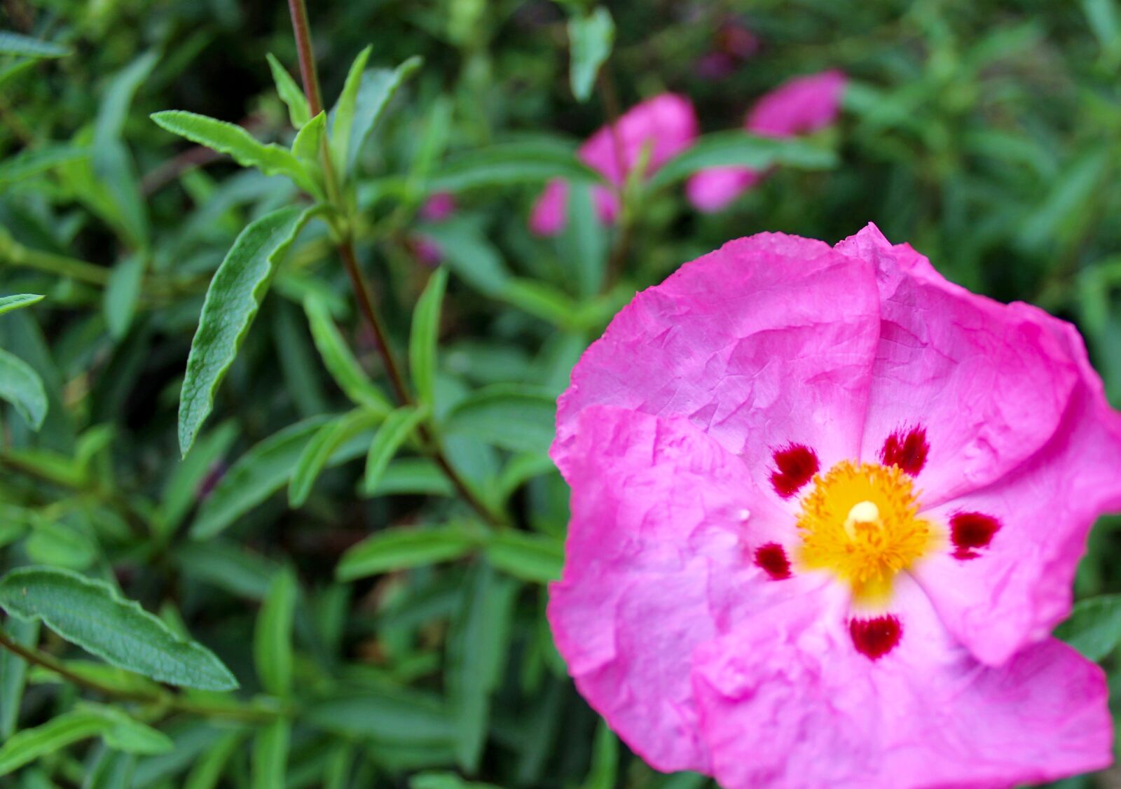 Canon EOS 1300D (EOS Rebel T6 / EOS Kiss X80) sample photo. Flower, nature photography