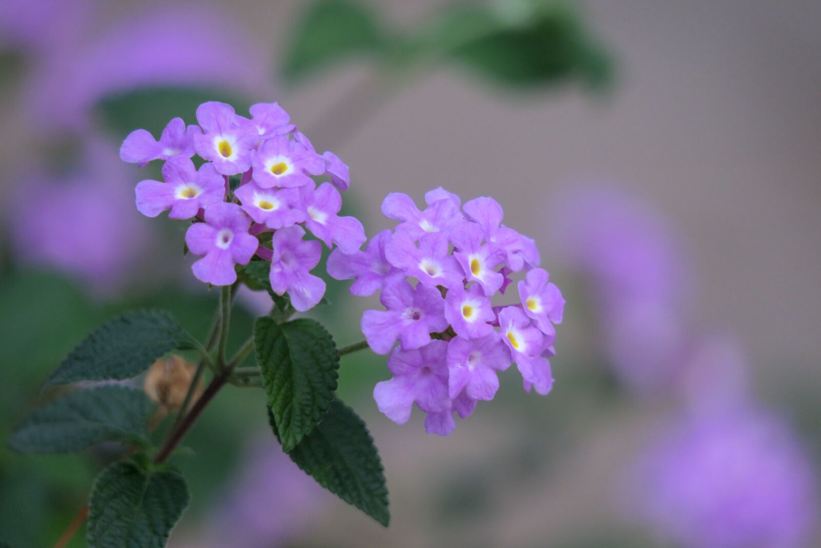Canon PowerShot G3 X sample photo. Flower, nature, plant photography