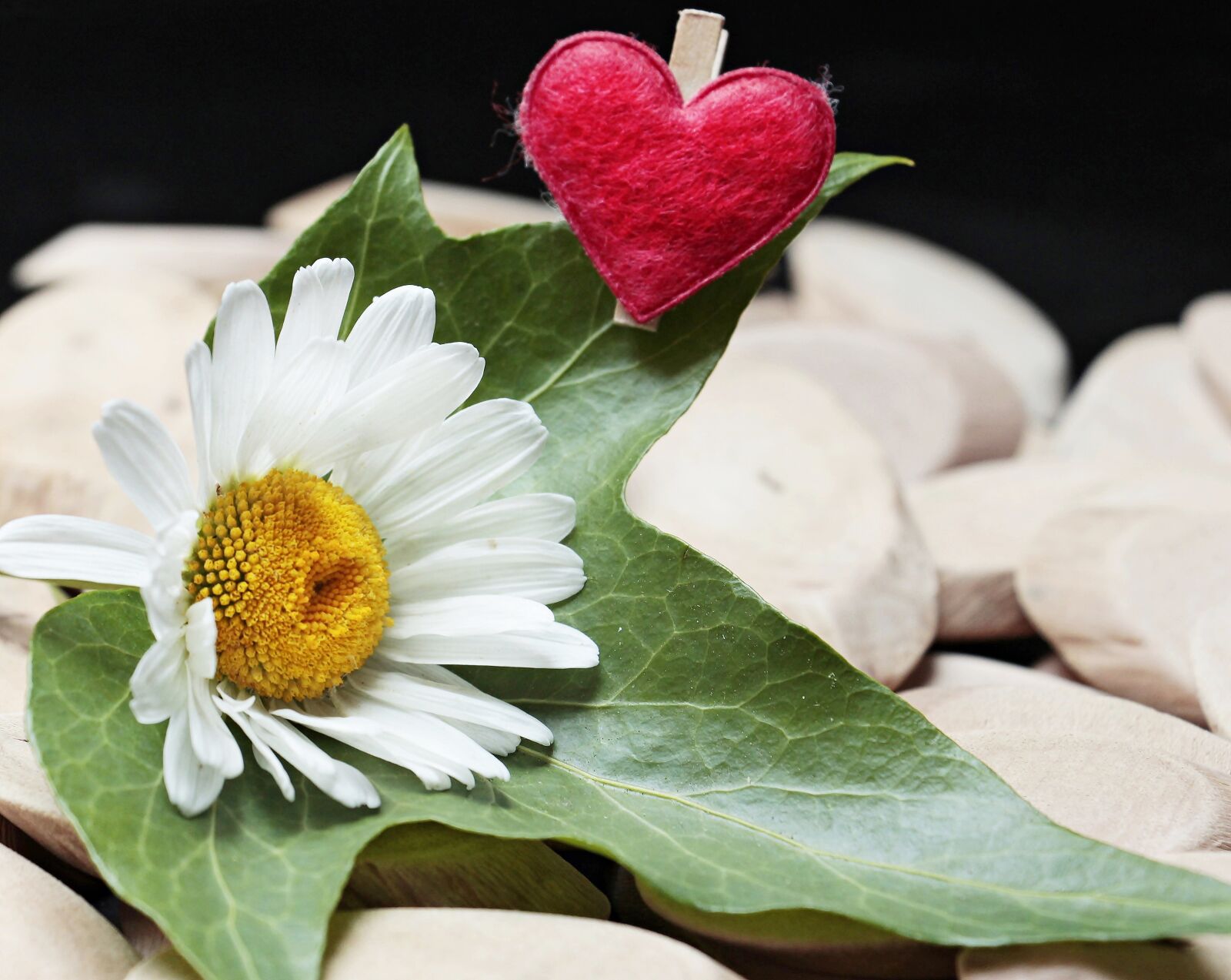 Canon EOS 100D (EOS Rebel SL1 / EOS Kiss X7) sample photo. Marguerite, heart, wood photography