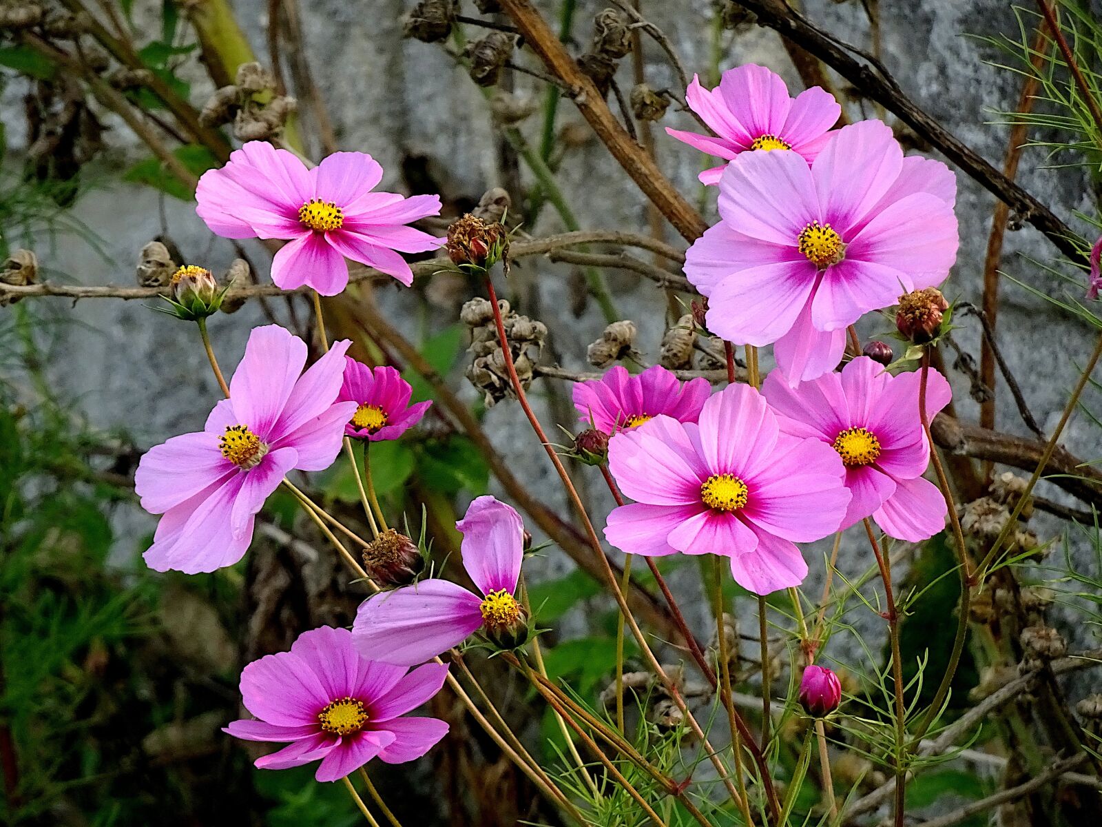 Sony Cyber-shot DSC-HX90V sample photo. Cosmos, flowers, plants photography