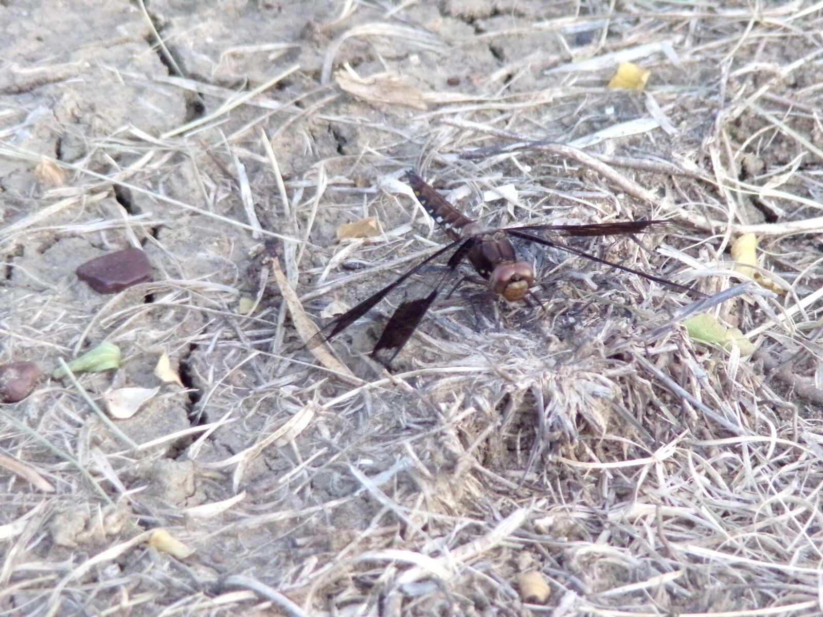 JK KODAK PIXPRO AZ421 sample photo. Dragonfly, nature, insect photography