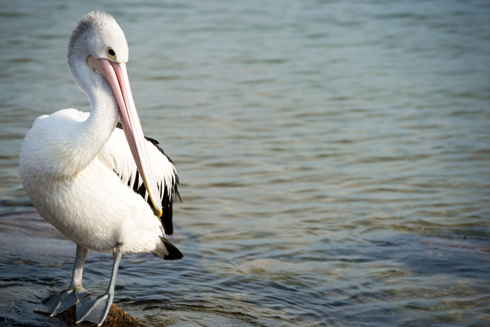 Nikon Df sample photo. Pelican, bird, nature photography