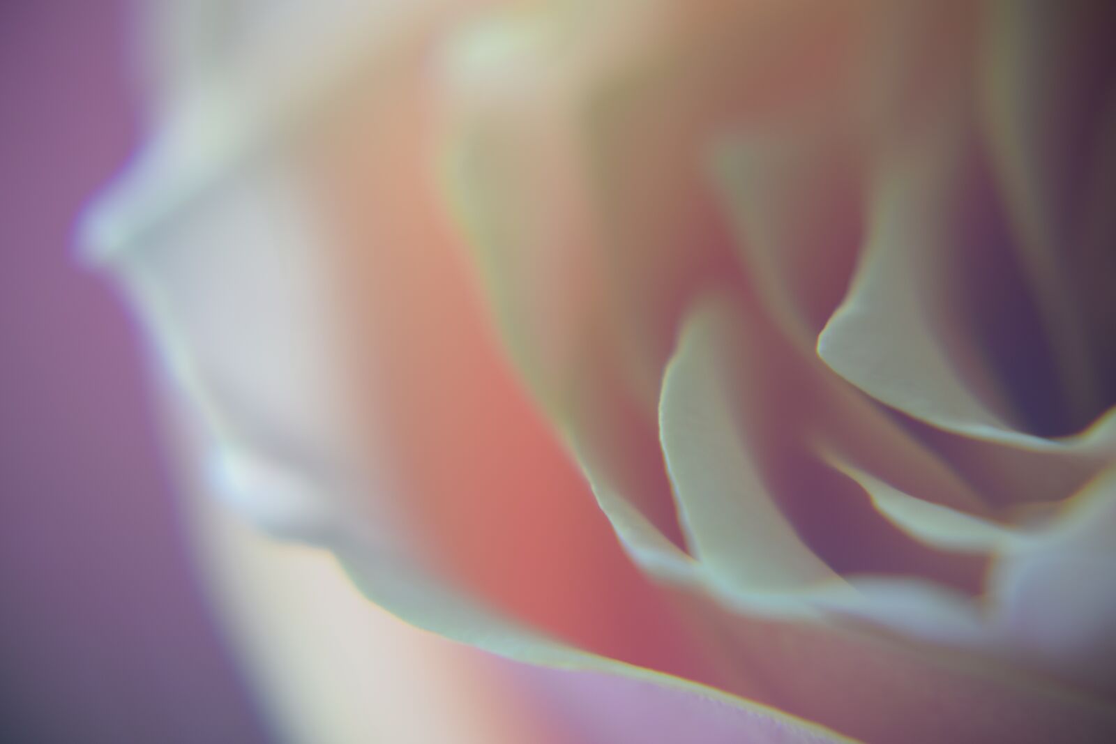 Nikon D3300 sample photo. Rose, pink, romantic photography