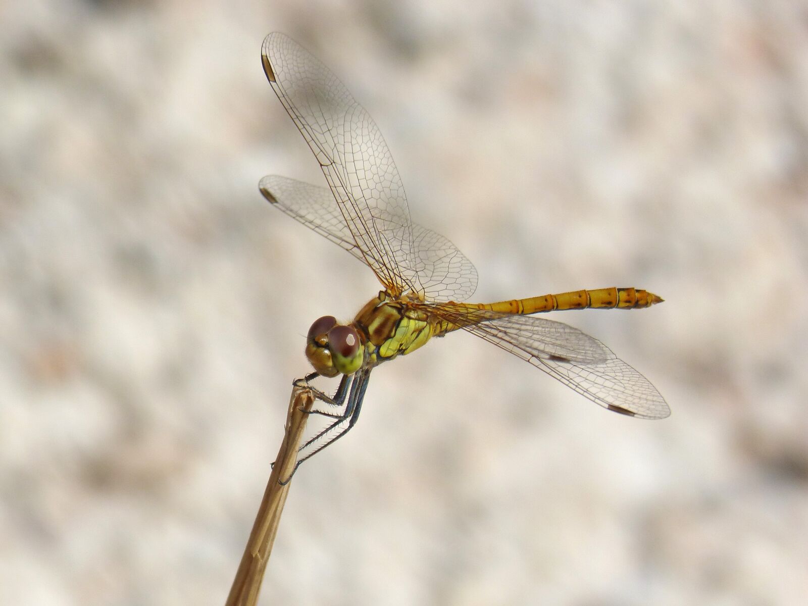 Panasonic DMC-FZ62 sample photo. Ib lula, yellow dragonfly photography