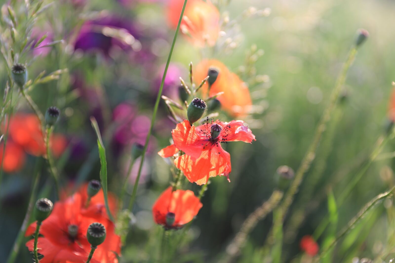 Canon EOS 5D Mark IV sample photo. Poppy, wildflower, flower photography