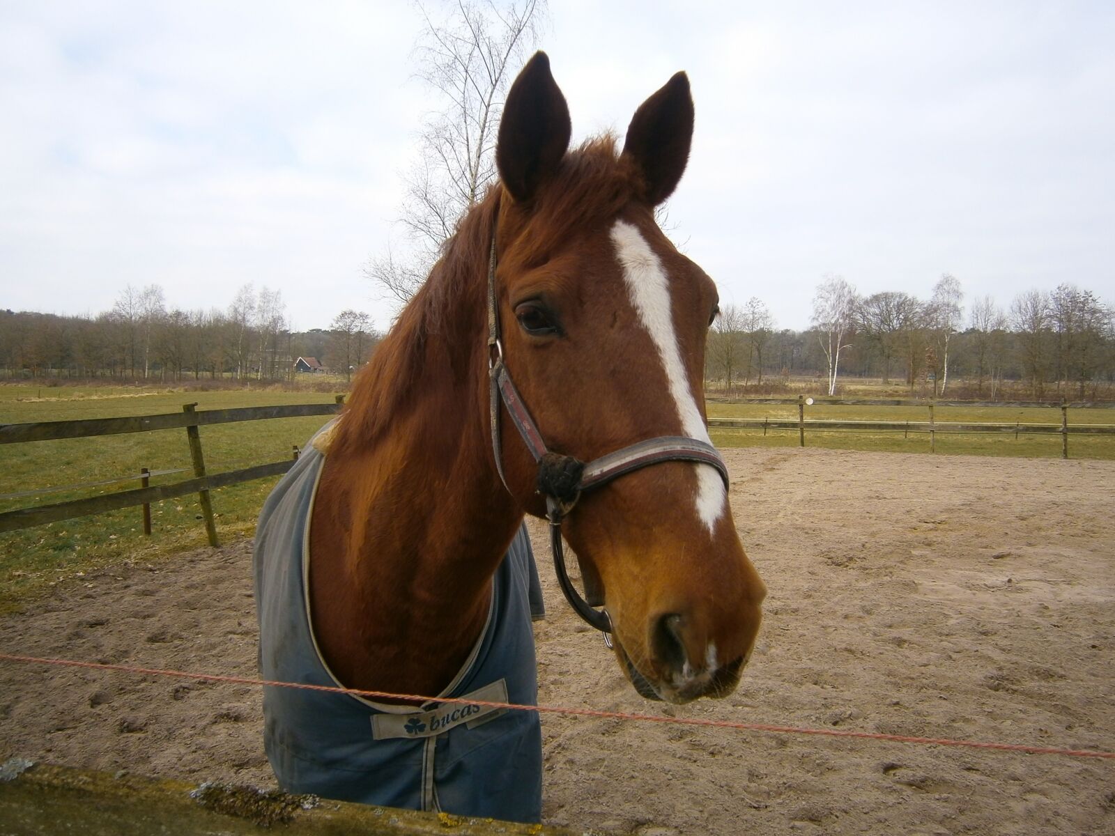 Olympus VG130,D710 sample photo. Horse, nijverdal, nature photography