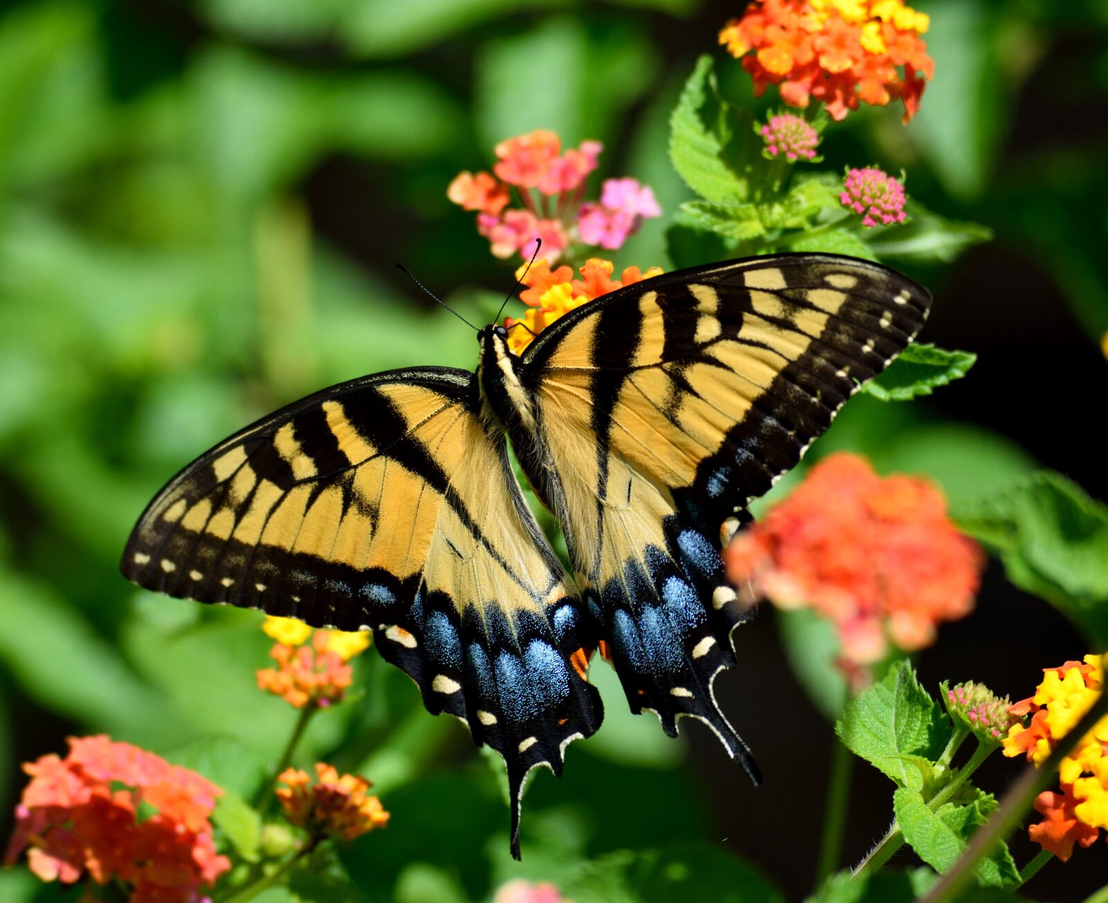 Nikon D3300 sample photo. Butterfly, nature, insect photography
