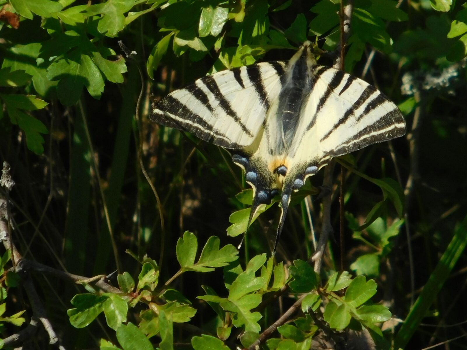Nikon Coolpix L840 sample photo. Nature, butterfly, s photography