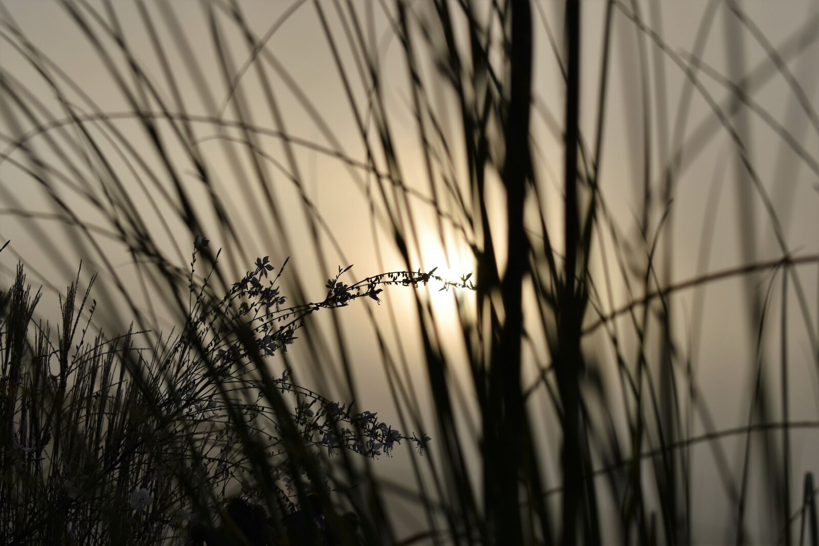 Nikon D5500 sample photo. Grasses, backlighting, fog photography
