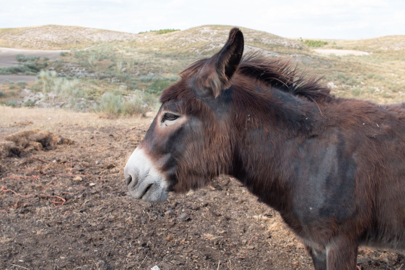 Canon EF-S 24mm F2.8 STM sample photo. Donkey, animal, nature photography