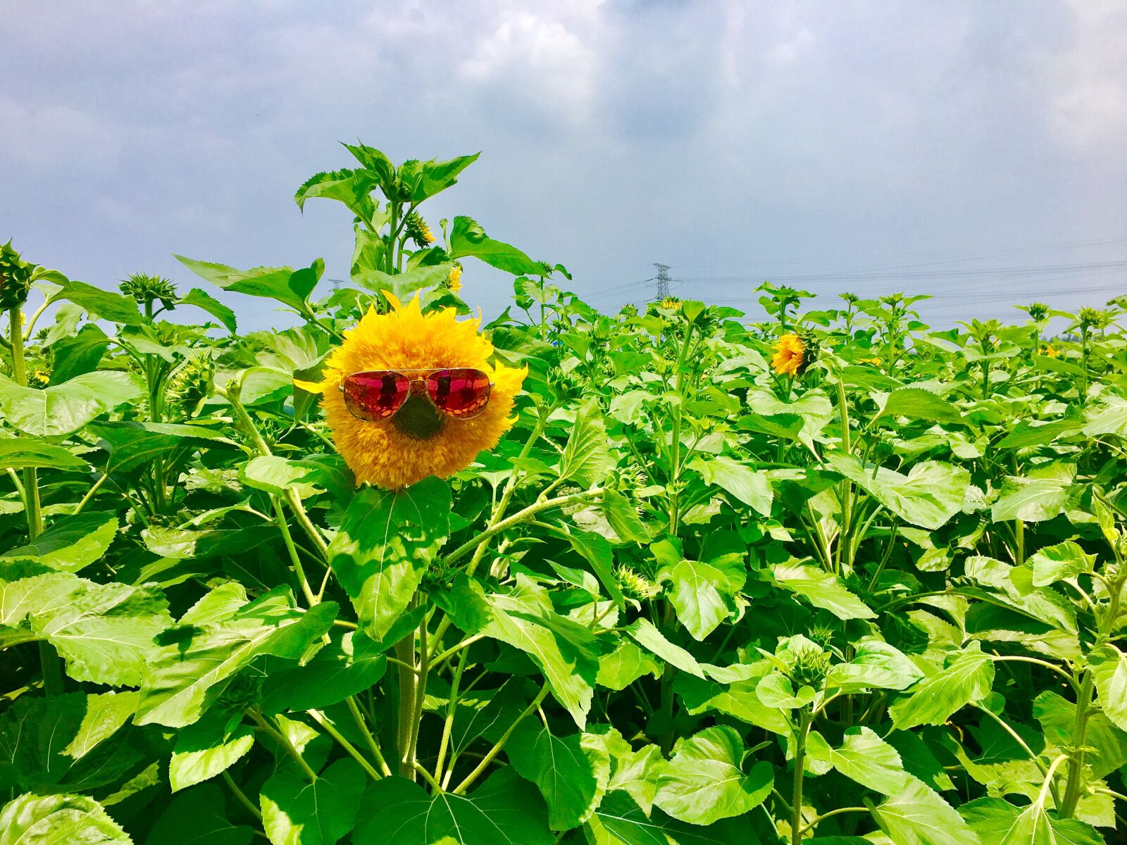 iPhone 6s back camera 4.15mm f/2.2 sample photo. Blue sky, sunflower, cute photography