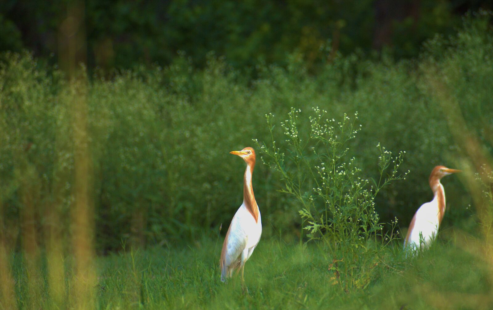 Nikon D5600 sample photo. Nature, egret, heron photography