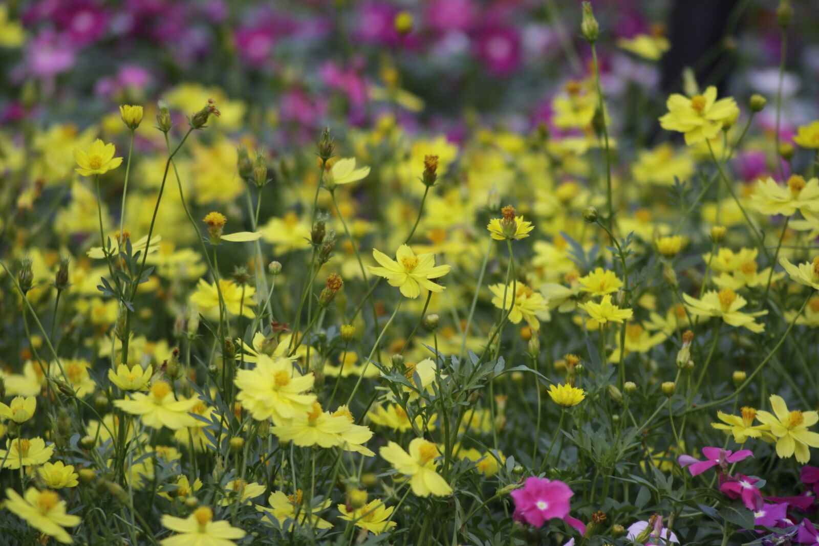 Canon EOS 50D sample photo. Daisy, yellow flower, g photography