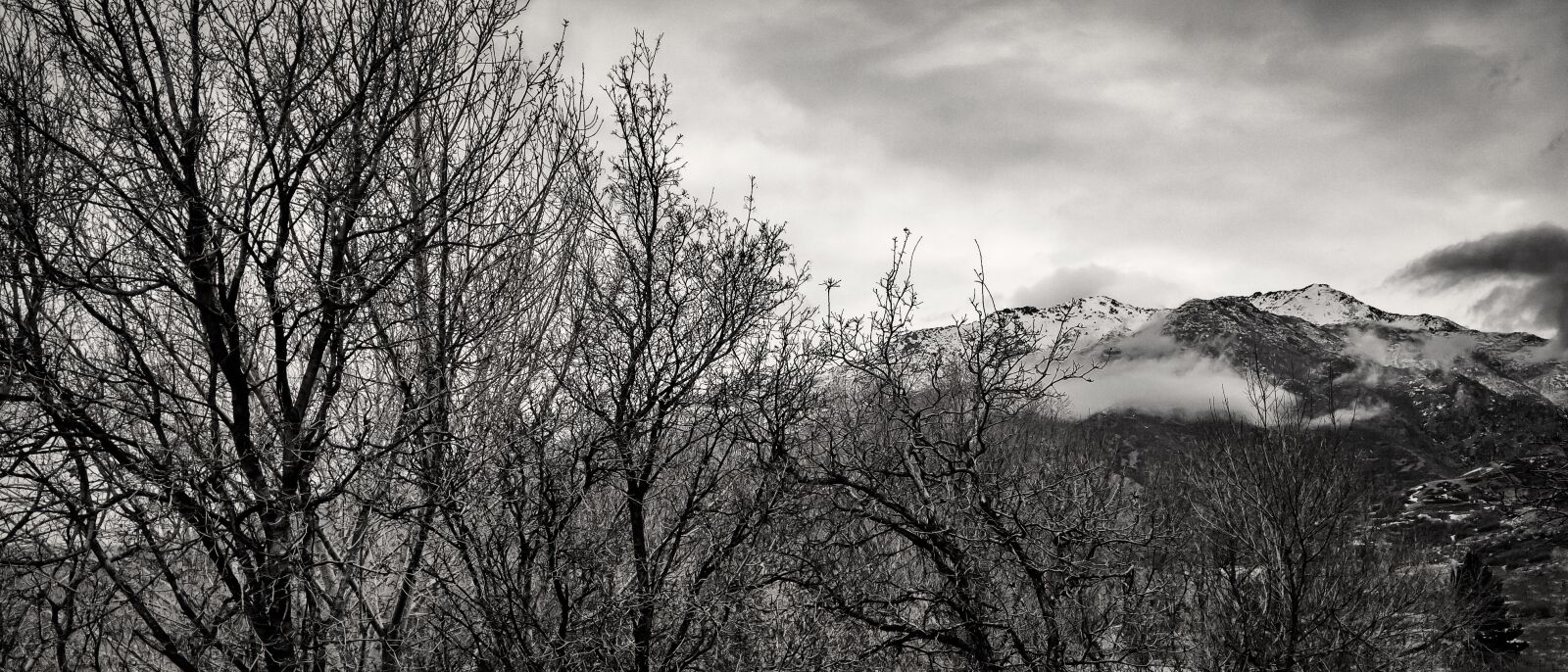 LG Nexus 5X sample photo. Trees, snow, black-and-white photography