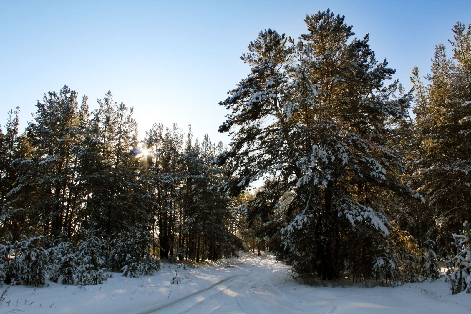 Canon EOS 600D (Rebel EOS T3i / EOS Kiss X5) sample photo. Forest, pine, road photography