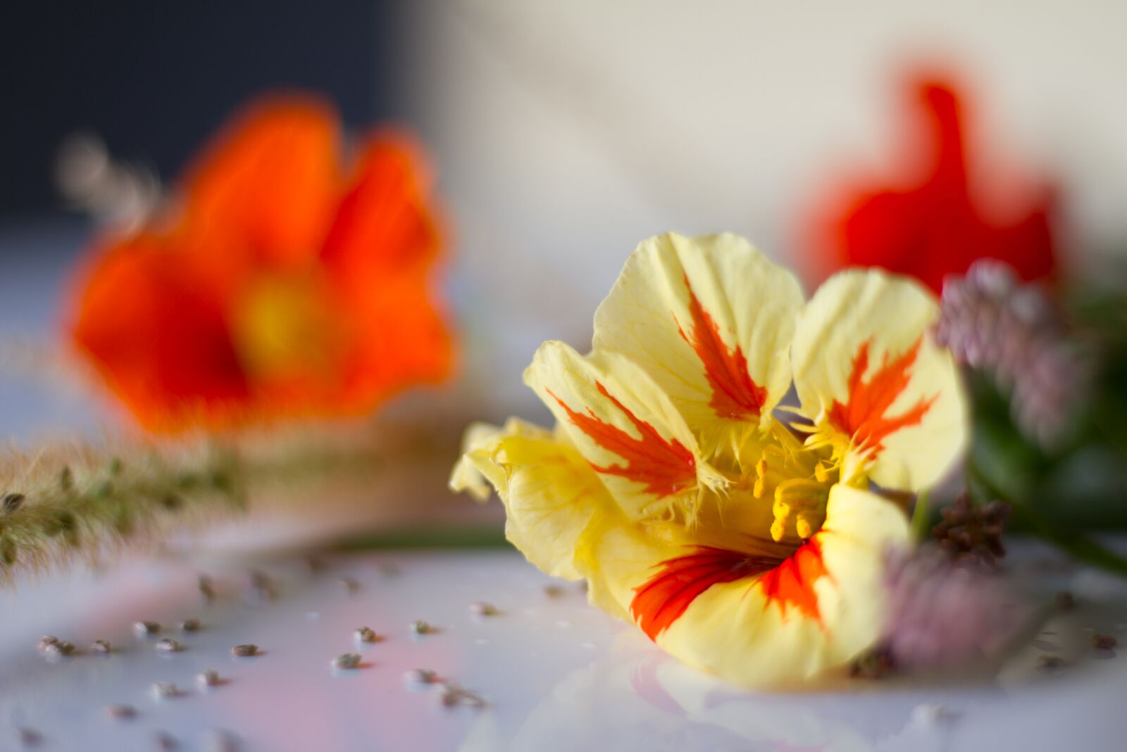 Canon EOS 7D sample photo. Flower, blossom, bloom photography