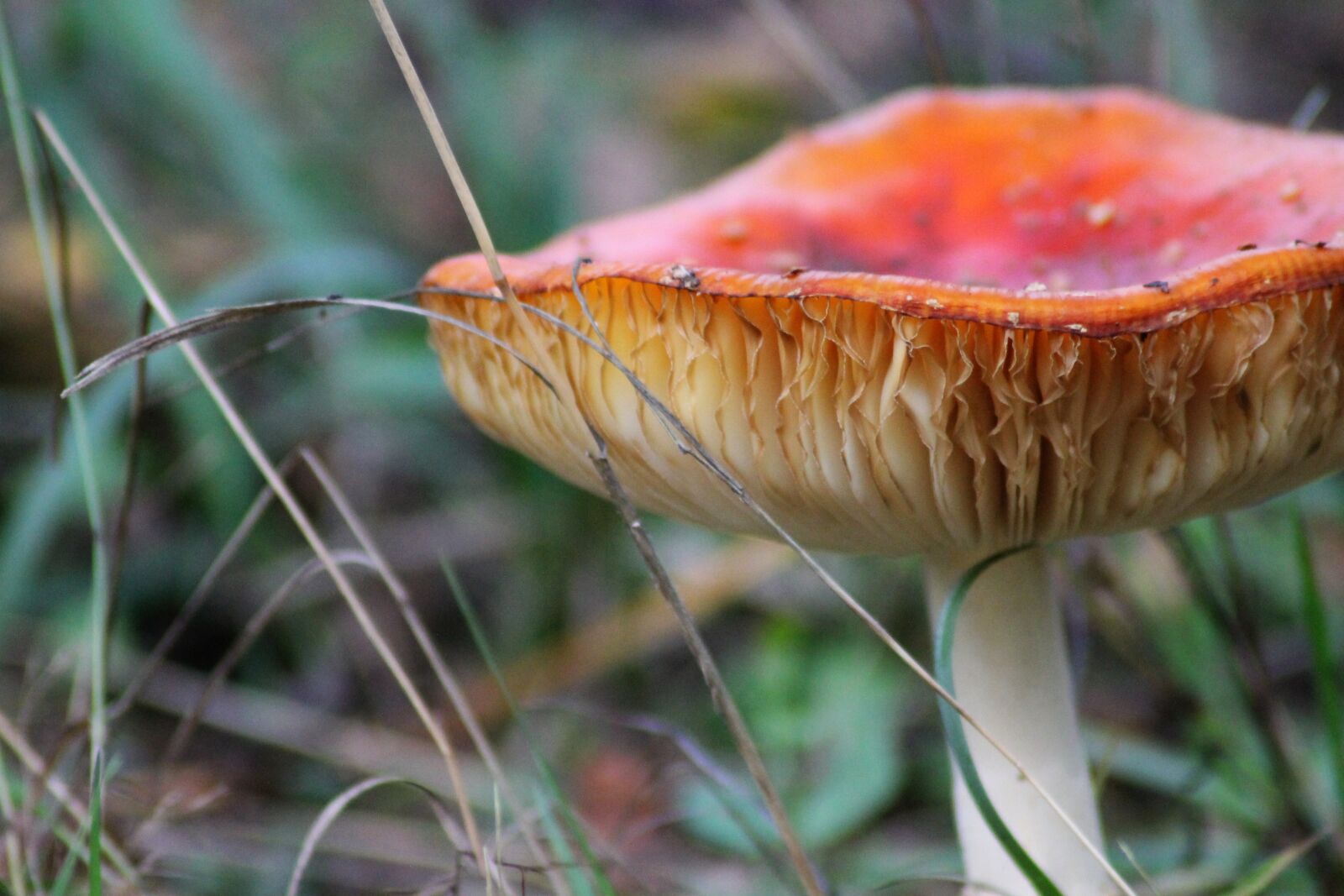 Canon EOS 1100D (EOS Rebel T3 / EOS Kiss X50) sample photo. Fly agaric, toxic, nature photography