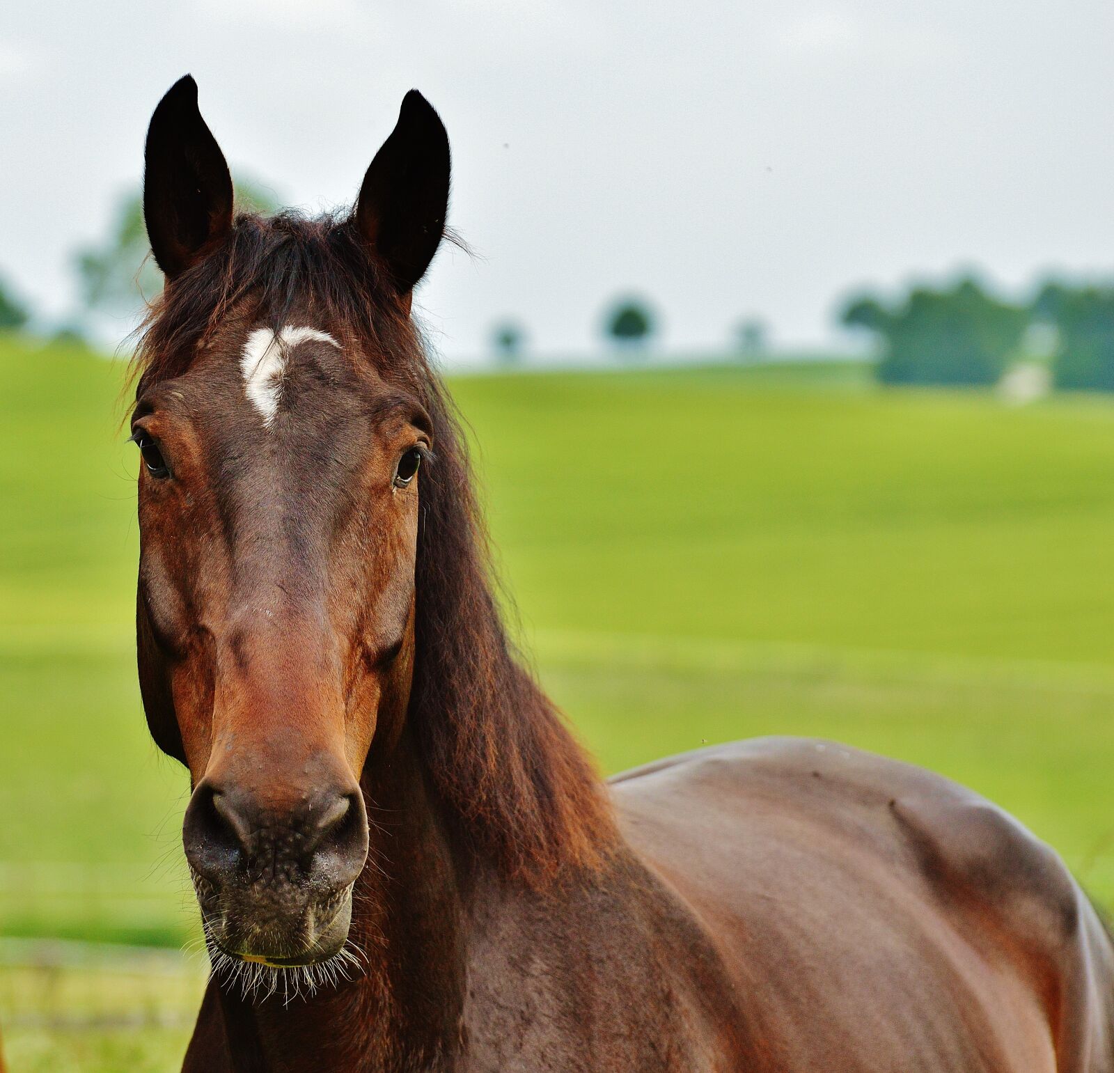 Nikon D3200 sample photo. Horse, coupling, stallion photography