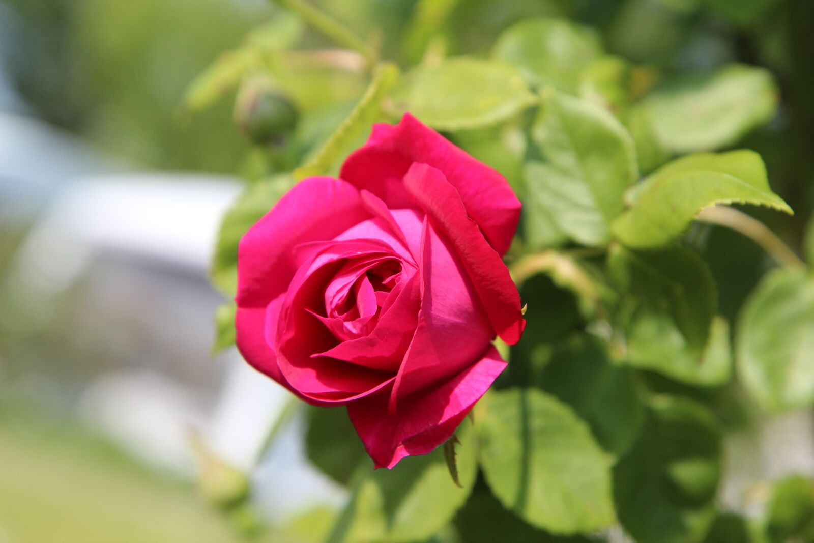 Canon EOS 600D (Rebel EOS T3i / EOS Kiss X5) sample photo. Pink, rosebush, red rose photography