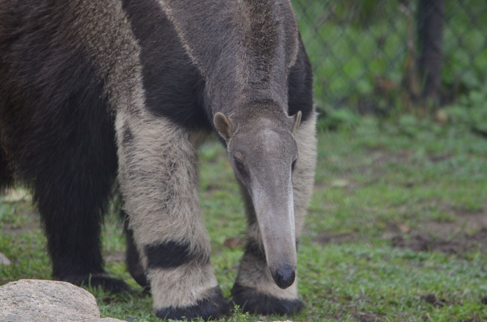 Nikon D7000 sample photo. Anteater, mammal, vermilingua photography