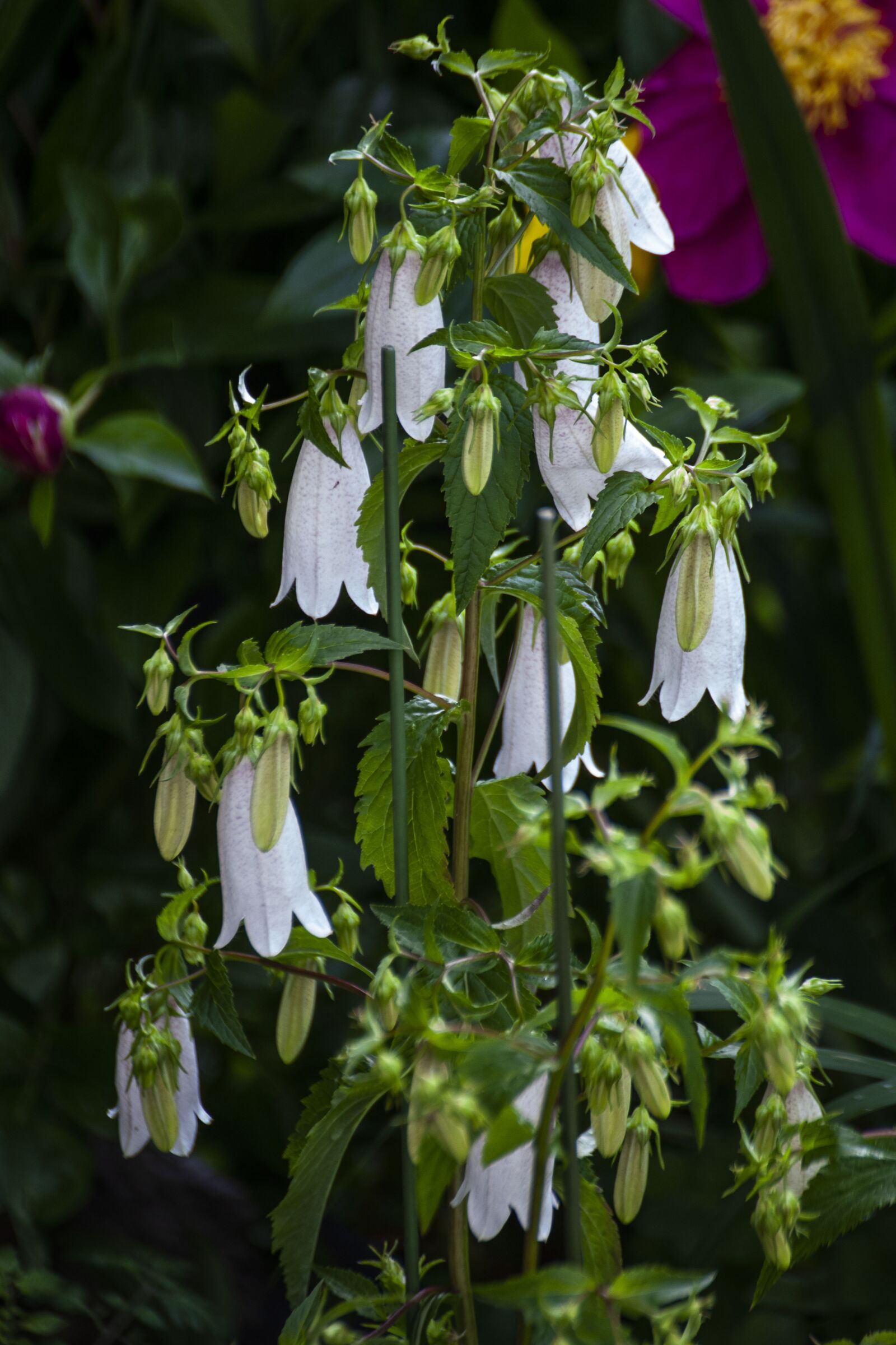 Canon EOS 5D Mark II sample photo. Campanula punctata, hin search photography