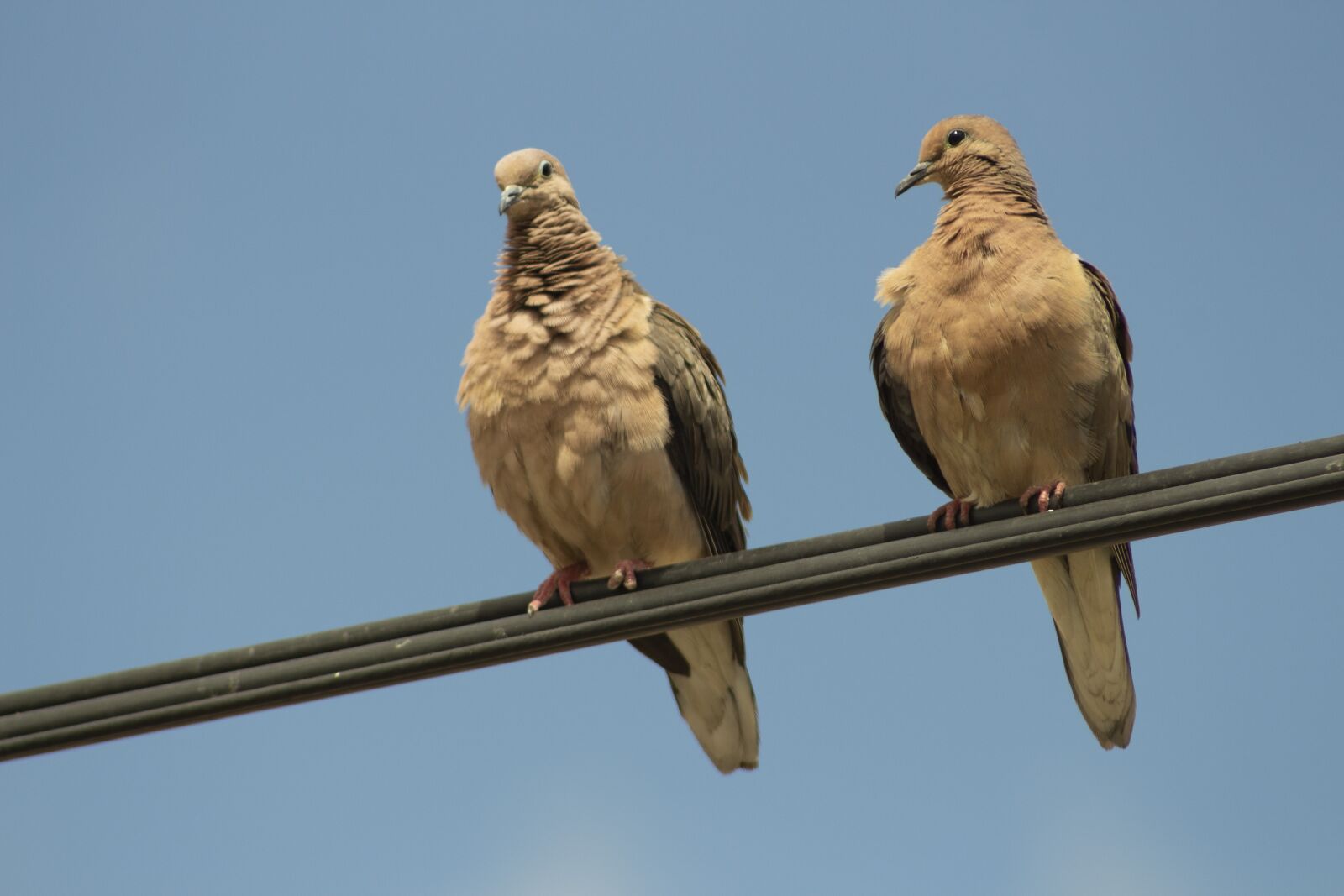 Canon EF75-300mm f/4-5.6 sample photo. Streptopelia turtur, turtledove, taube photography