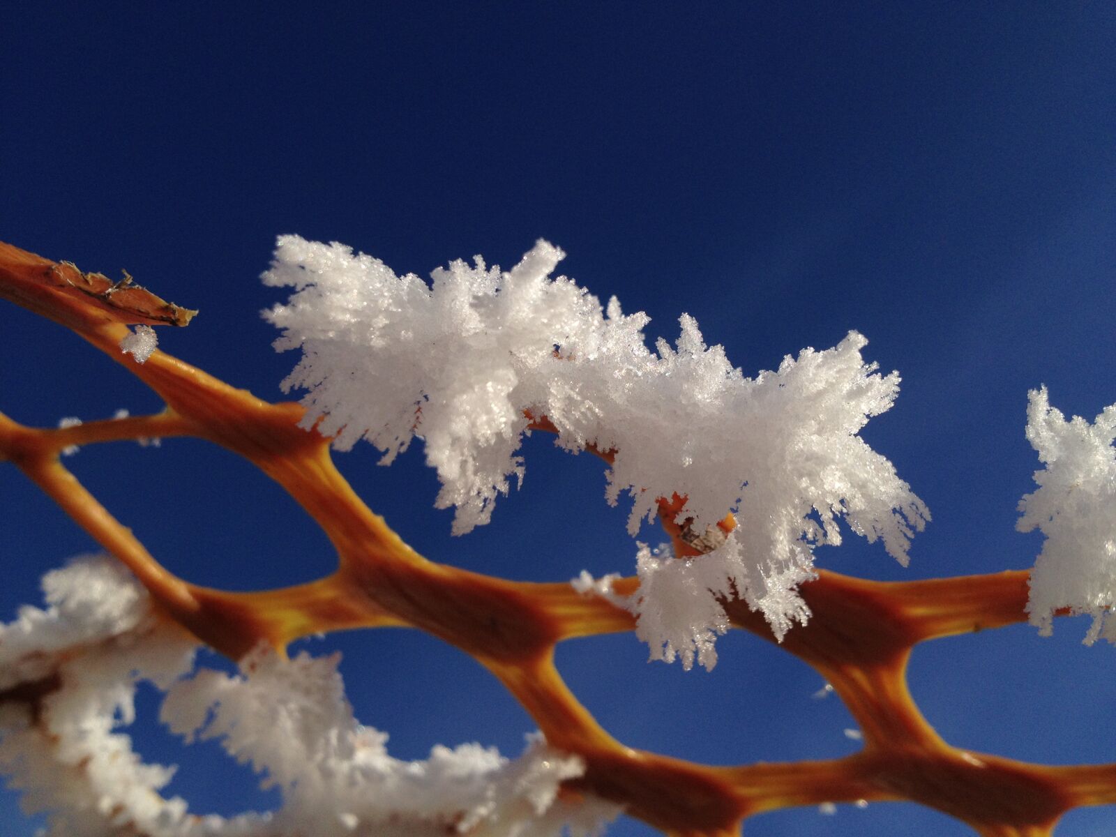 iPhone 4S back camera 4.28mm f/2.4 sample photo. Frost, crystals, rime photography