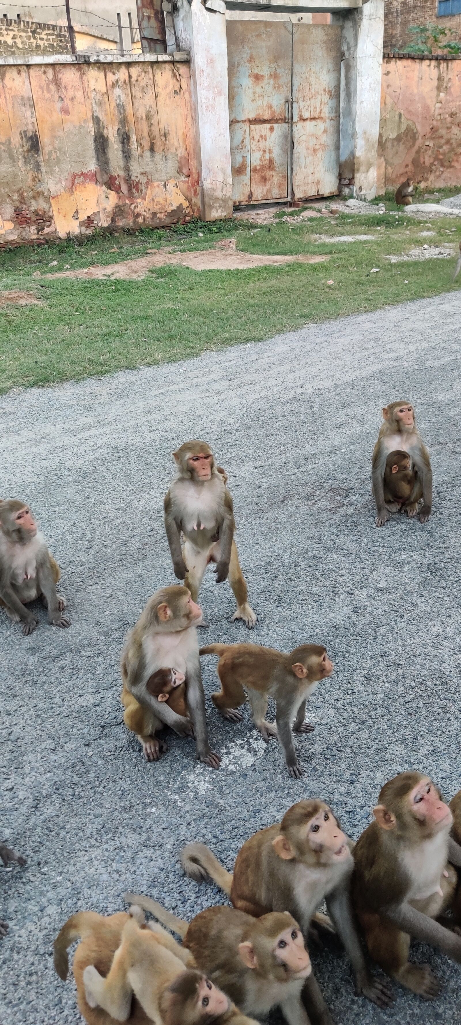 OnePlus HD1901 sample photo. Animals, monkey, monkeys photography