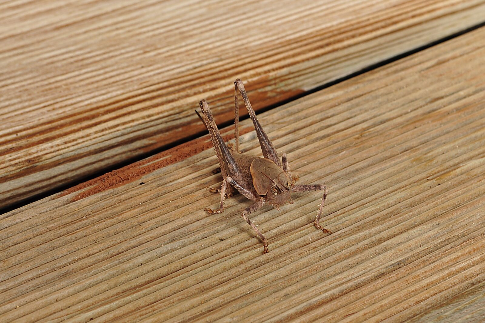 Nikon D90 sample photo. Grasshopper, animal, insect photography
