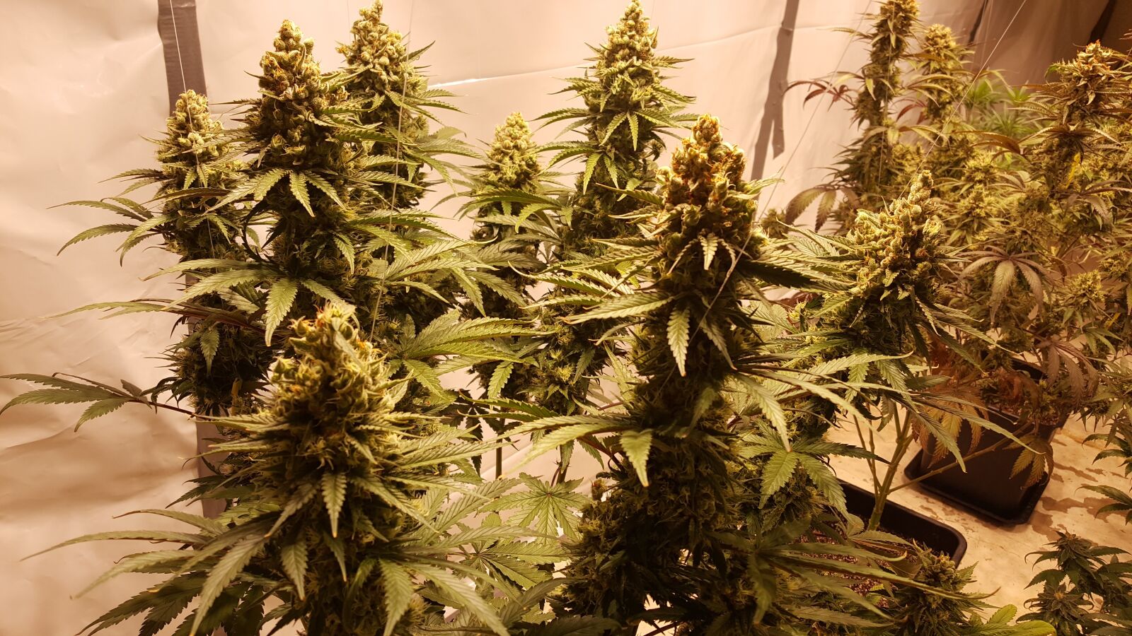 Samsung Galaxy Note5 sample photo. Cannabis, grow, marihuana photography