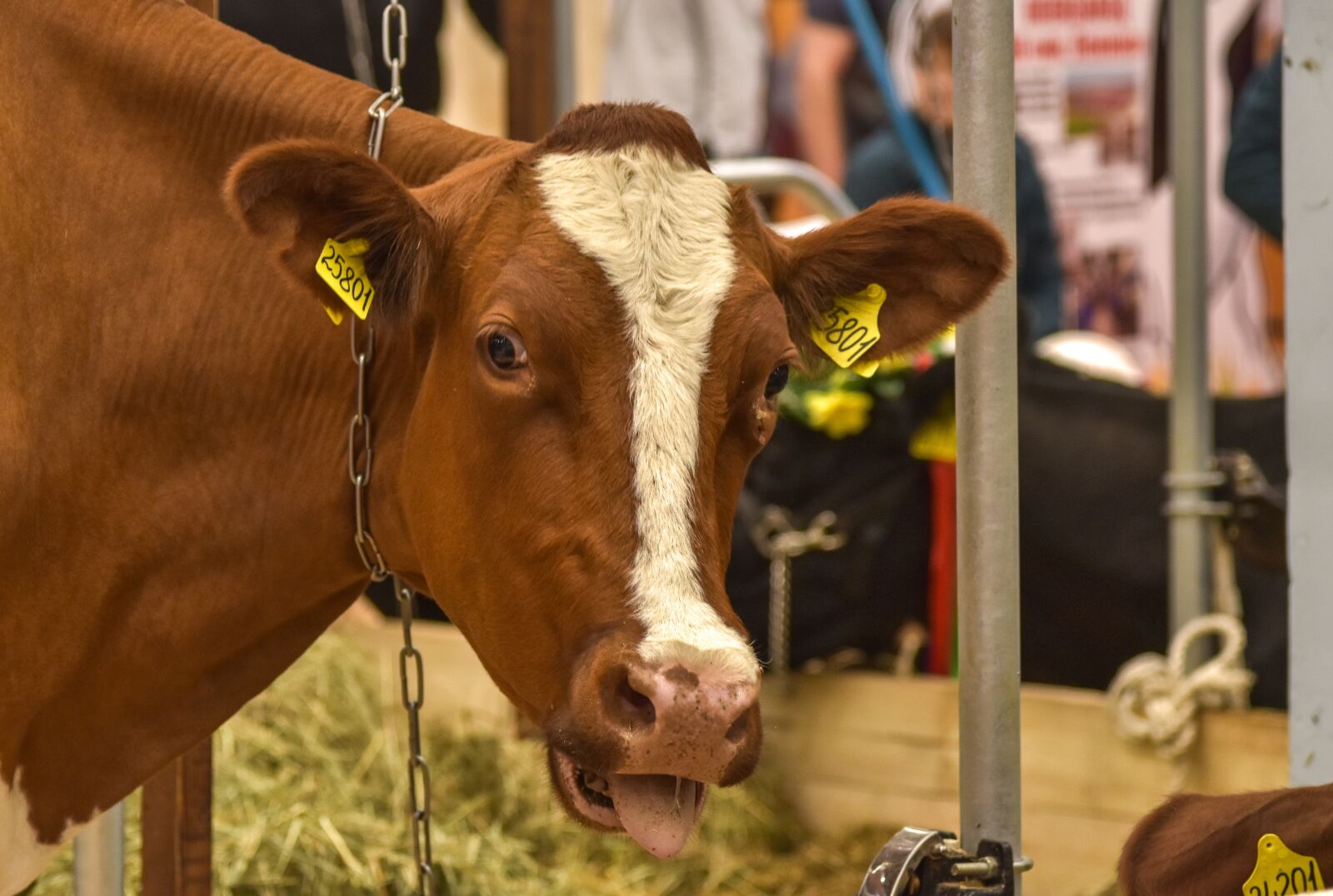 Nikon D5500 sample photo. Animal, cow, farm photography
