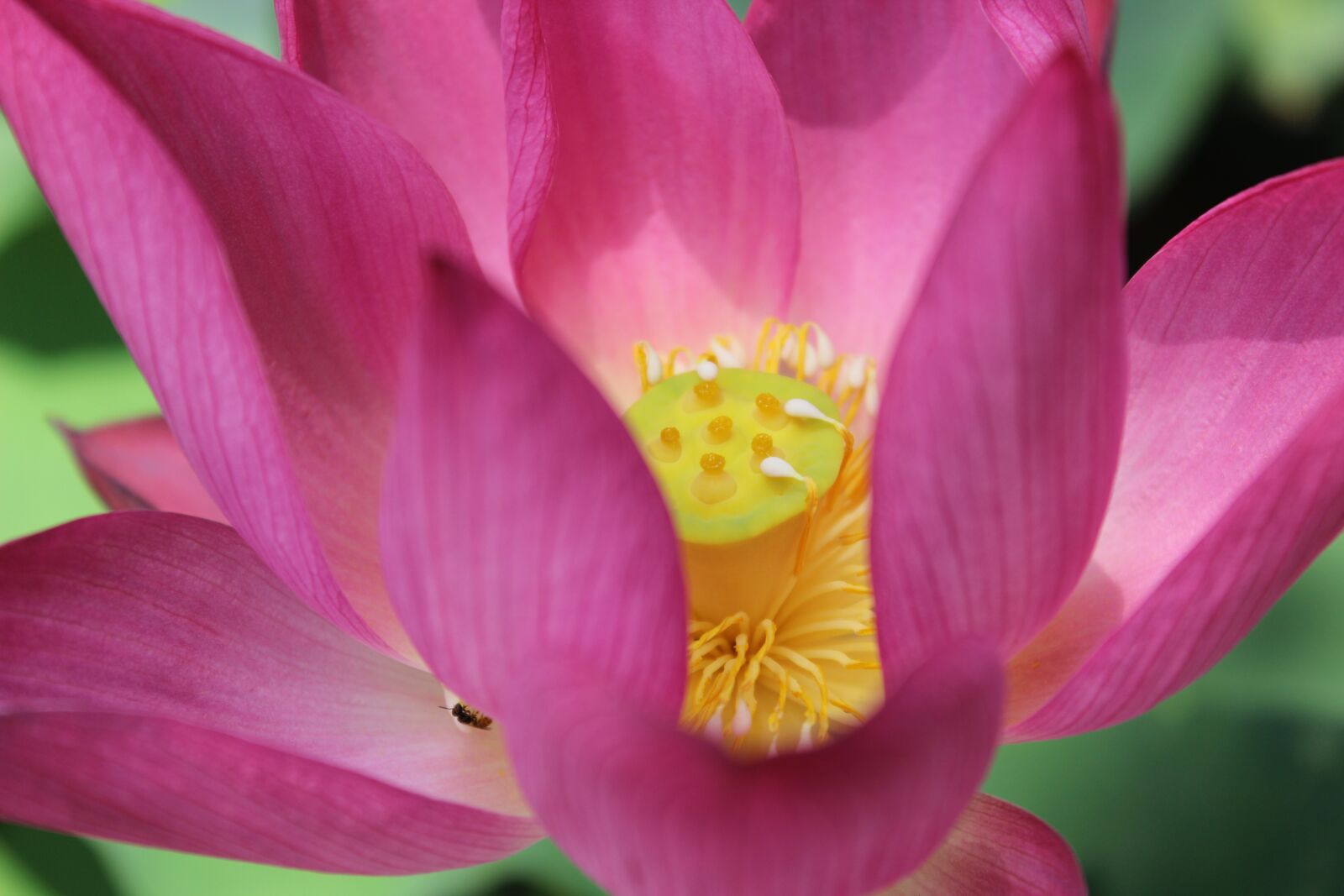 Canon EOS 600D (Rebel EOS T3i / EOS Kiss X5) sample photo. Flower, lotus, water lily photography
