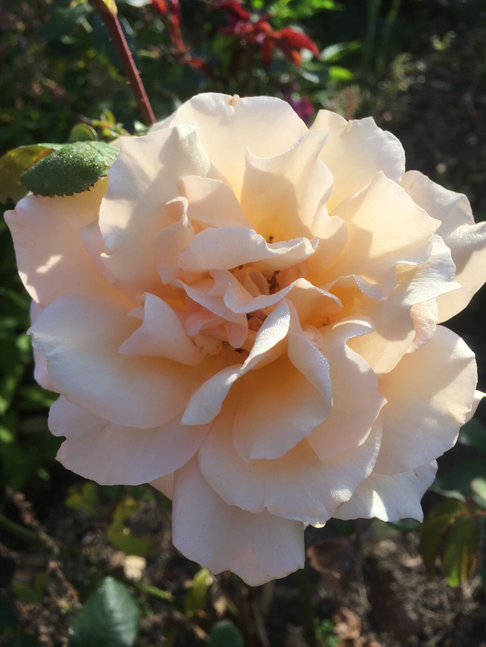 Apple iPhone 6 sample photo. Garden, rose, blossom photography