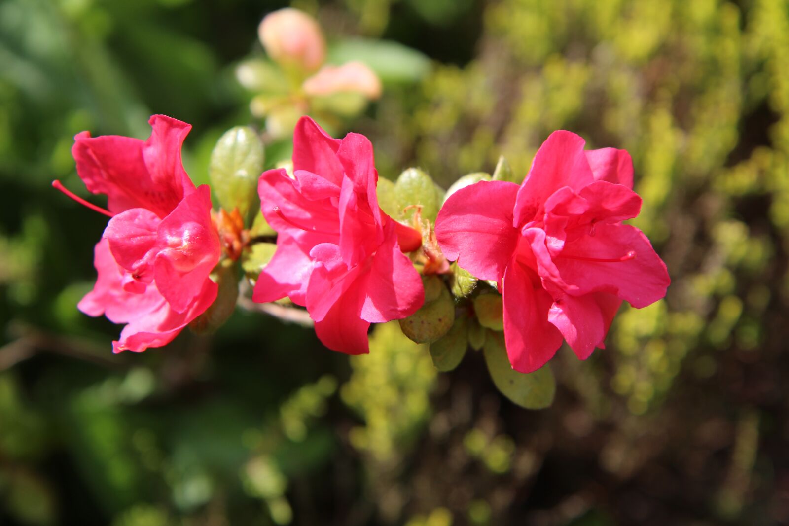 Canon EOS 600D (Rebel EOS T3i / EOS Kiss X5) sample photo. Azalea, azalea red, azalea photography