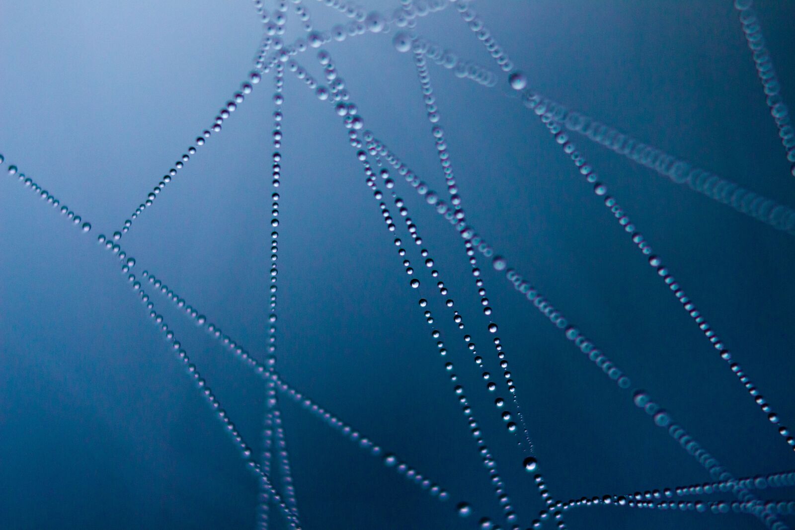 Canon EOS 700D (EOS Rebel T5i / EOS Kiss X7i) sample photo. Spider web, dark, macro photography