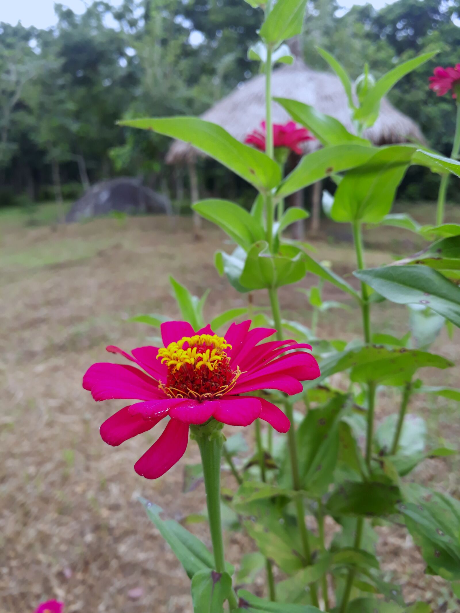 Samsung Galaxy On7 Prime sample photo. Flowers, pink, nature photography