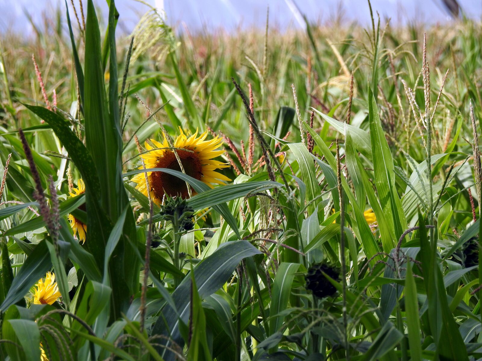 Nikon Coolpix P900 sample photo. Field, sunflowers, yellow photography