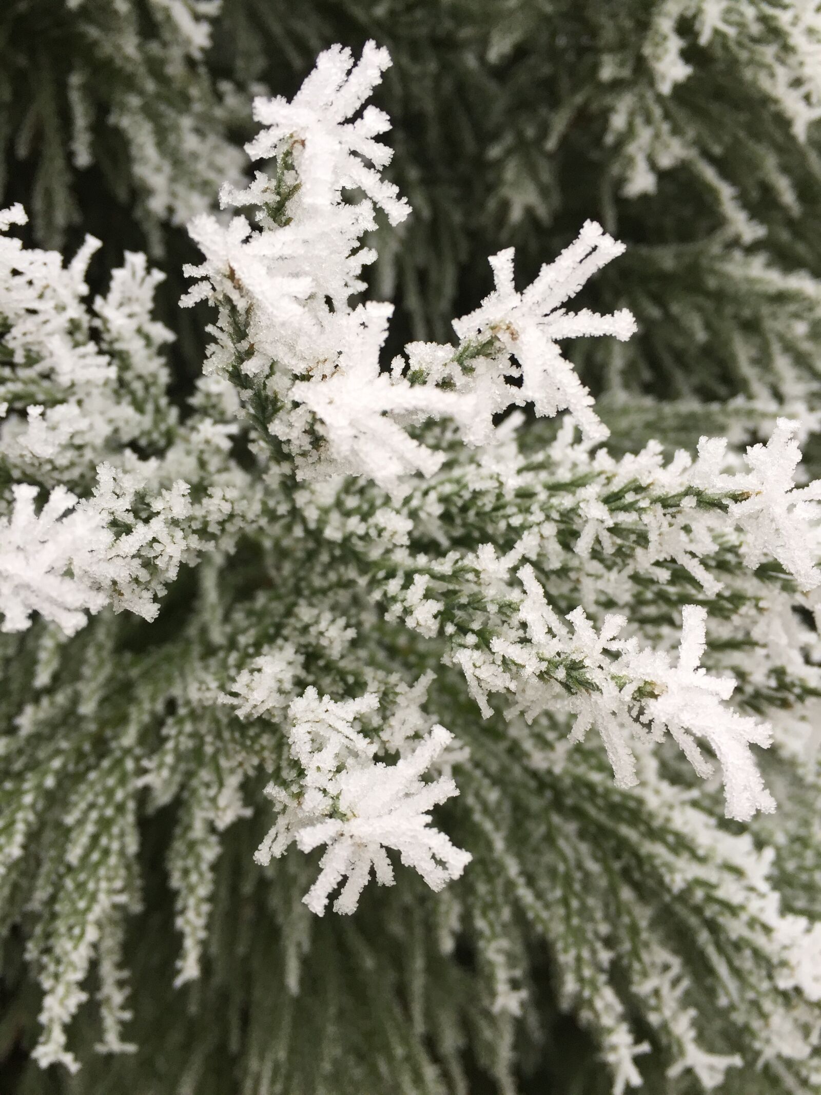 Apple iPhone 6 sample photo. Frost, winter, cold photography