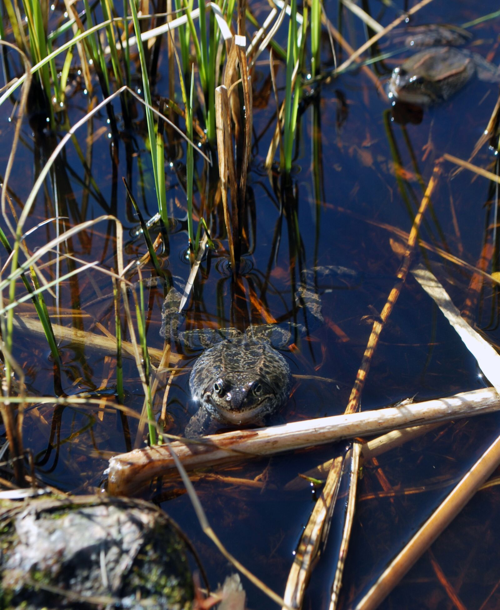 Nikon D60 sample photo. Frog, swamp, toad photography