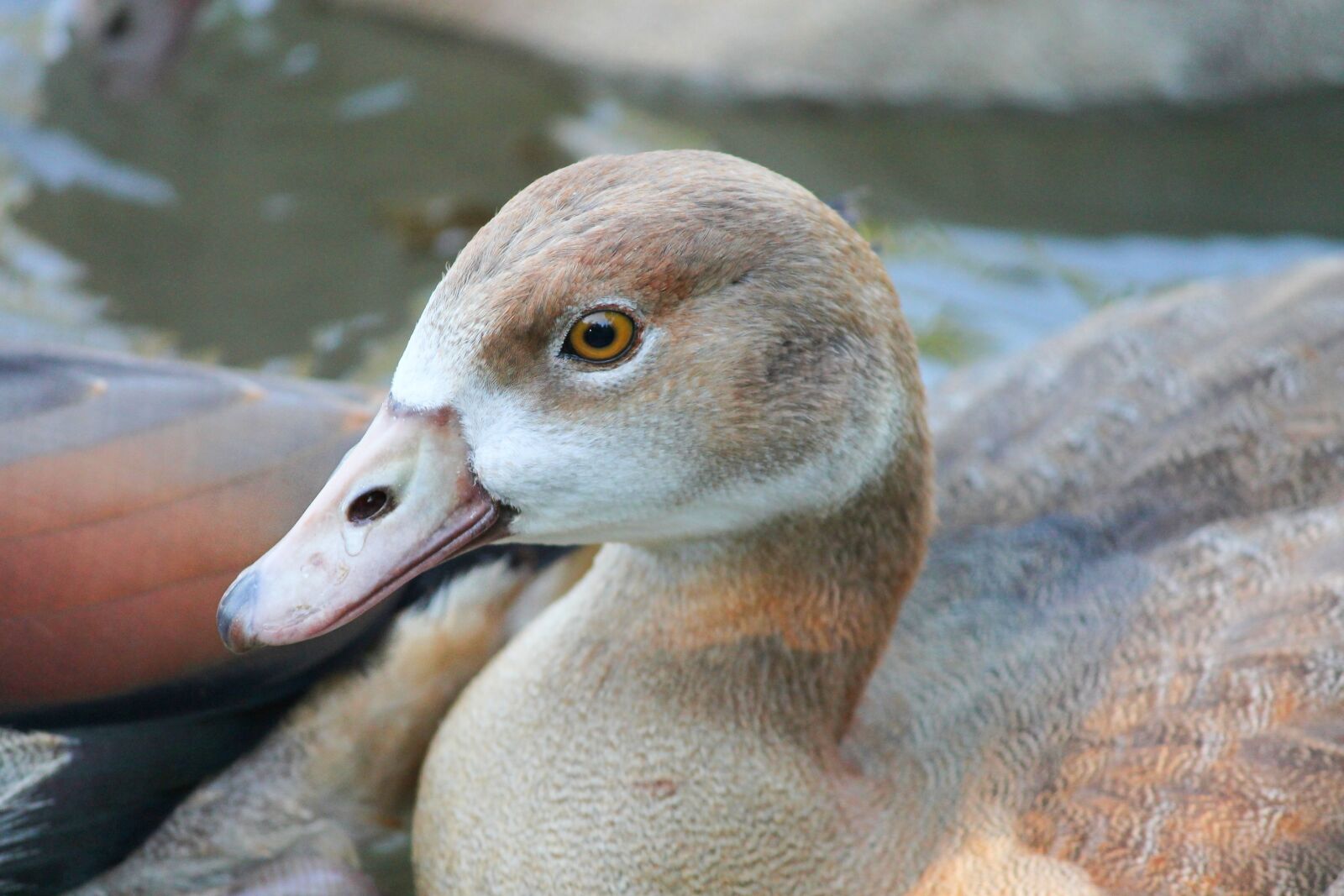 Canon EOS 1100D (EOS Rebel T3 / EOS Kiss X50) sample photo. Nilgans, young, chicks photography