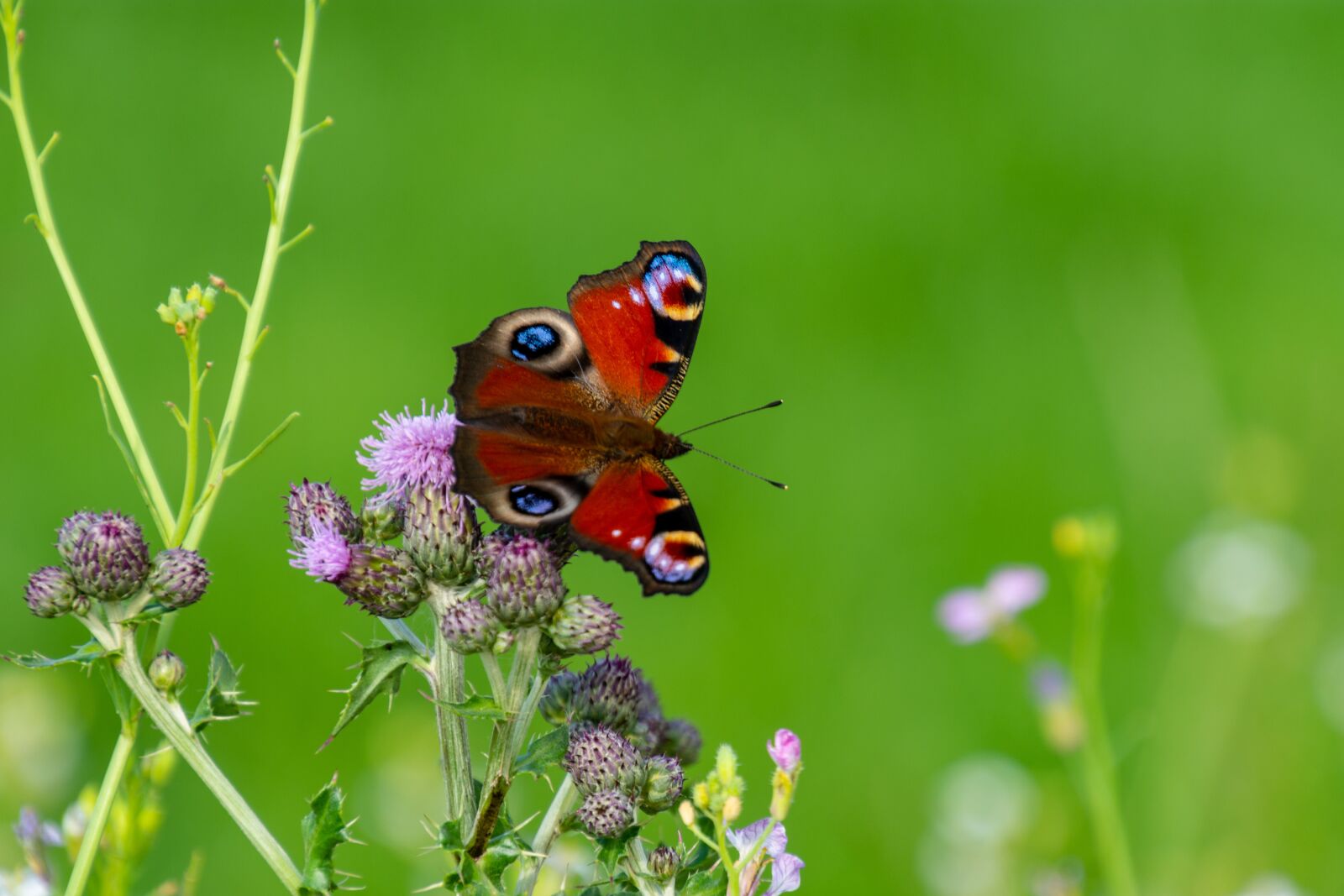 Nikon D7200 sample photo. Butterfly, green, summer photography
