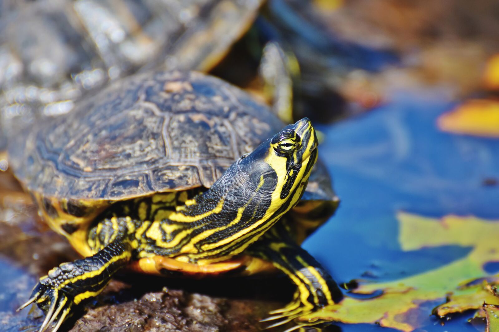 Nikon D7200 sample photo. Turtles, reptile, tortoise shell photography