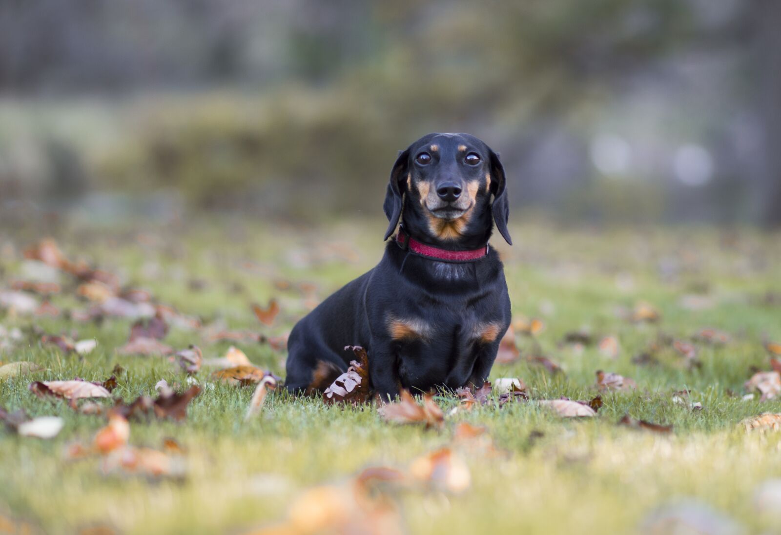 Nikon D3200 sample photo. Dog, animal, cute photography