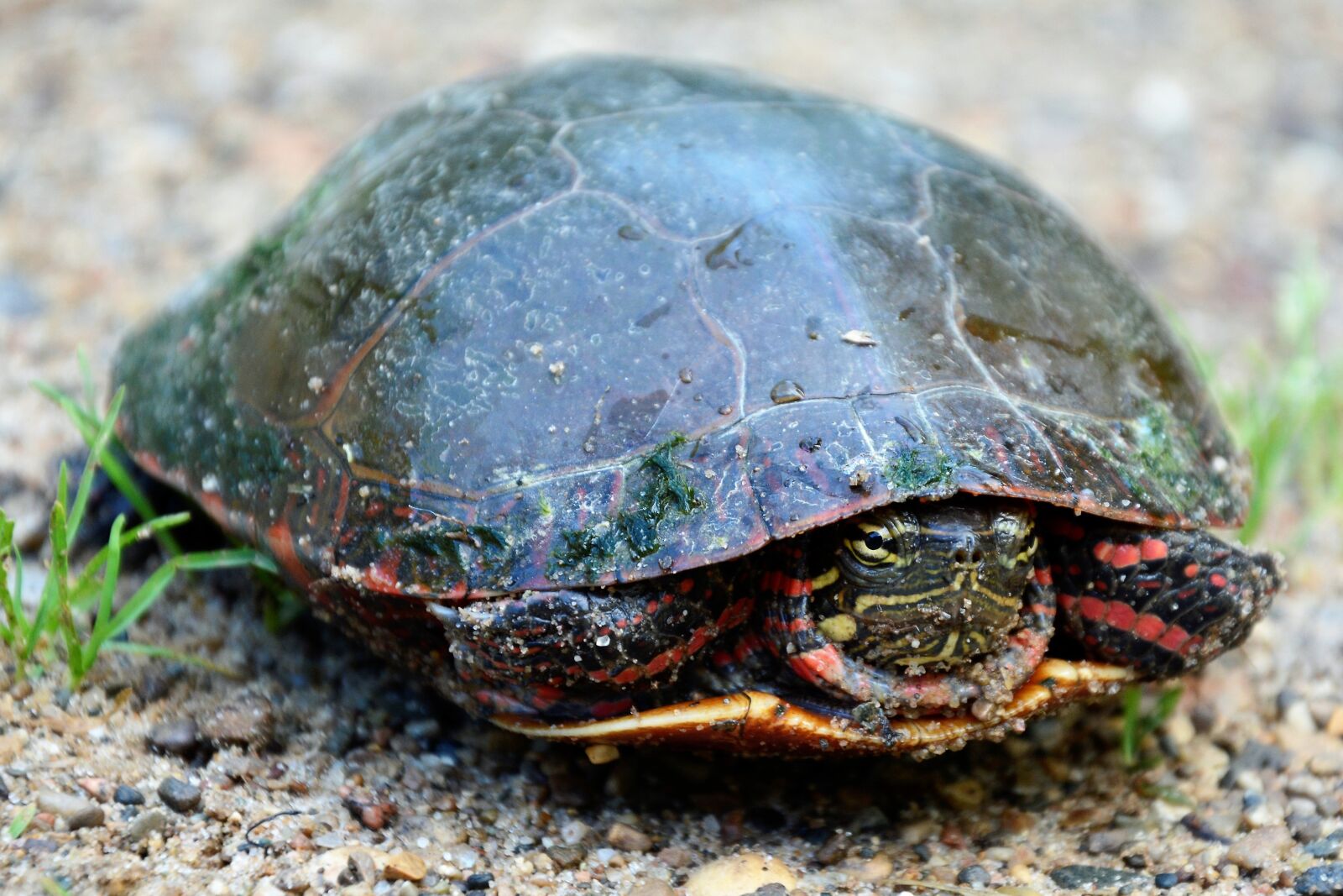 Nikon D7100 sample photo. Turtle, going to lay photography