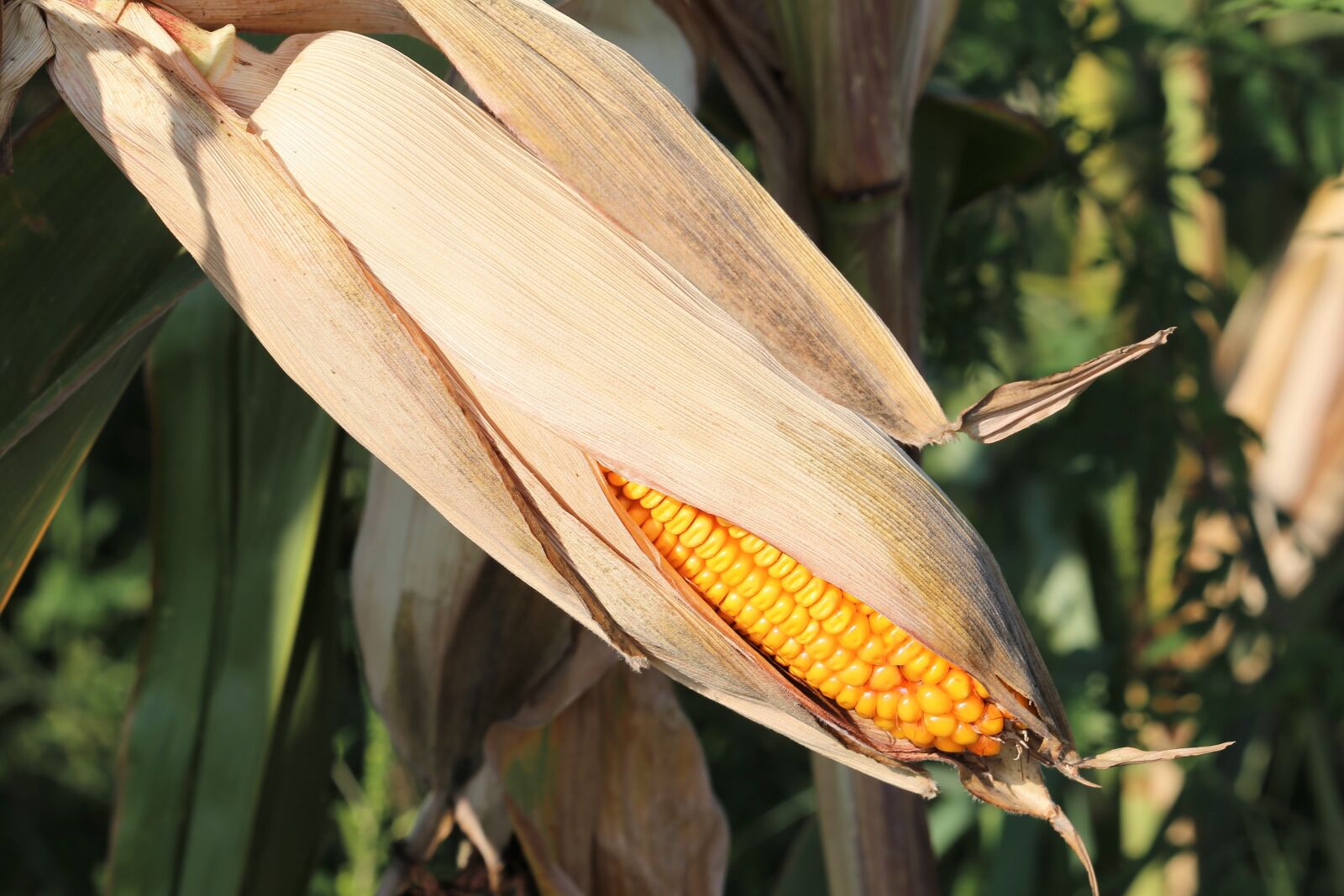 Canon EF 70-300 F4-5.6 IS II USM sample photo. Corn, plant, yellow photography